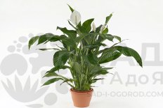 Спатифиллум Ларго Купидо Spathiphyllum Largo Cupido