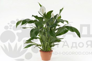 Спатифиллум Ларго Купидо Spathiphyllum Largo Cupido