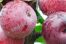 Яблоня Кингстон Блэк Malus domestica Kingston Black