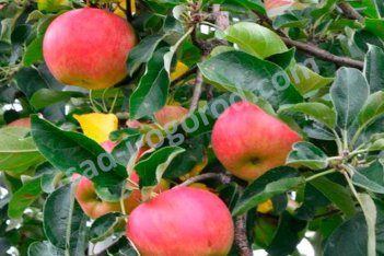Яблоня Броксвудский лисёнок Malus domestica Broxwood Foxwhelp