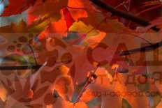 Клен Фримана Отумн Блейз /Джефферсред Acer freemanii Autumn Blaze / Jeffersred