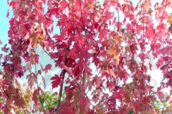 Клен Фримана Отумн Блейз /Джефферсред Acer freemanii Autumn Blaze / Jeffersred