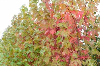 Клен Фримана Отумн Блейз /Джефферсред Acer freemanii Autumn Blaze / Jeffersred