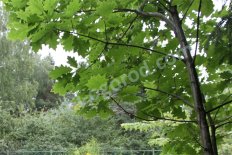 Дуб Quercus
