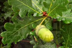 Дуб черешчатый Quercus robur