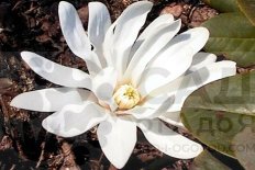 Магнолия звёздчатая Вотерлили Magnolia stellata Waterlily
