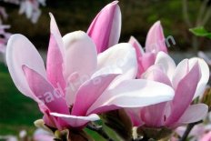 Магнолия звездчатая Джордж Генри Керн Magnolia stellata George Henry Kern