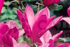 Магнолия гибридная Сьюзан Magnolia Susan