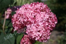 Гортензия древовидная Пинк Аннабель Hydrangea arborescens Pink Annabelle