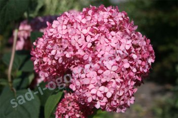 Гортензия древовидная Пинк Аннабель Hydrangea arborescens Pink Annabelle