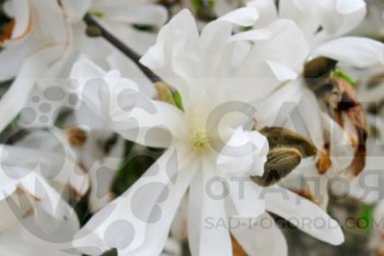 Магнолия звездчатая Кикузаки Magnolia Kikuzaki