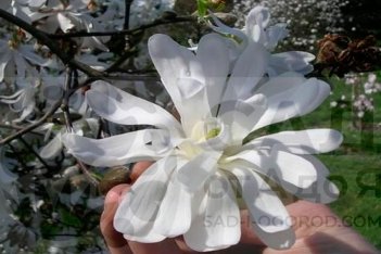 Магнолия звездчатая Кикузаки Magnolia Kikuzaki