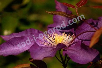 Клематис Джипси Куин Clematis Gipsy Queen