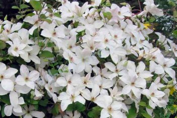 Клематис Форевер Френдс Зоффори Clematis Forever Friends Zoffor