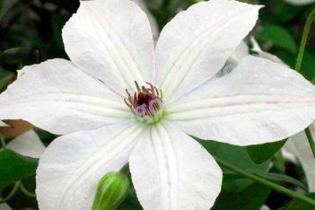 Клематис Форевер Френдс Зоффори Clematis Forever Friends Zoffor