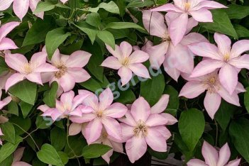 Клематис Монинг Стар Clematis Morning Star