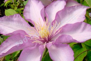 Клематис Монинг Стар Clematis Morning Star