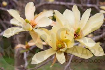 Магнолия Баттерфляй Magnolia acuminata Butterflies