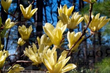Магнолия Баттерфляй Magnolia acuminata Butterflies