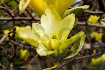 Магнолия Баттерфляй Magnolia acuminata Butterflies