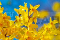 Форзиция промежуточная Линвуд Forsythia x intermedia Lynwood