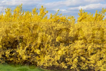 Форзиция промежуточная Линвуд Forsythia x intermedia Lynwood