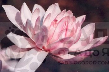 Магнолия звездчатая Хризантемифлора Magnolia stelleta Chrysanthemiflora