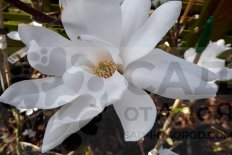 Магнолия Лебнера Донна Magnolia Loebneri Donna