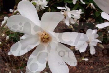 Магнолия Лебнера Донна Magnolia Loebneri Donna