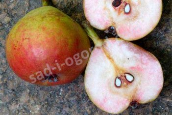 Груша Блютбирн Blutbirne красная мякоть