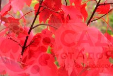 Клен красный Октобер Глори Acer rubrum October Glory®