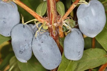 Жимолость съедобная Бореал Бьюти Lonicera Boreal Beauty