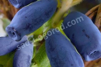 Жимолость съедобная Хоней Би Lonicera Honey Bee