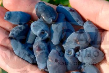 Жимолость съедобная Хоней Би Lonicera Honey Bee