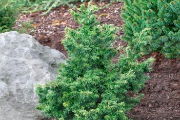 Тсуга каннадская Джервис Tsuga canadensis Jervis