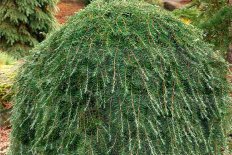 Тсуга западная Торсенс Вейпинг Tsuga heterophylla Thorsen's Weeping