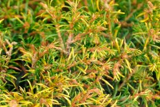 Тсуга канадская Раггс Вашингтон Дварф Tsuga canadensis Rugg's Washinghton Dwarf