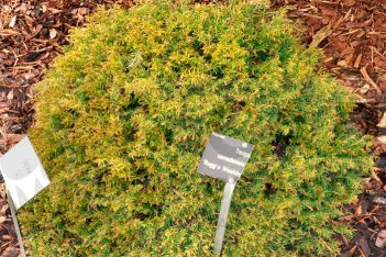 Тсуга канадская Раггс Вашингтон Дварф Tsuga canadensis Rugg's Washinghton Dwarf