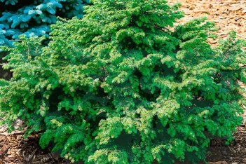 Тсуга каннадская Минута Tsuga canadensis Minuta