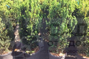 Тисс средний Хилли Taxus media Hillii