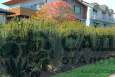 Тисс средний Хикси Taxus x media Hicksii