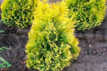 Туя западная Санкист Thuja occidentalis Sunkist