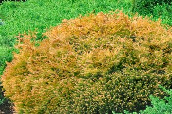 Туя западная Голден Таффет Thuja occidentalis Golden Tuffet