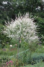 Ива цельнолистная Хакура-Нишики Salix integra Hakuro – Nishiki