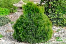 Туя западная Мики Thuja occidentalis Miky