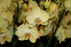 Orchidaceae