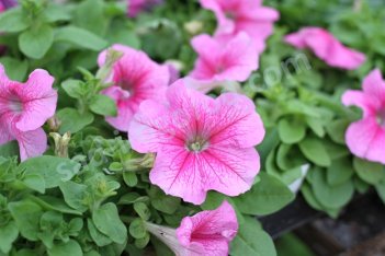 Рассада петунии розовой