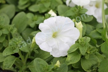 Рассада петунии белой