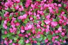 Бегония вечноцветущая розовая Begonia semperflorens Pink