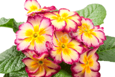 Примула Сиска Кармин Крим Primula Siska Carmine-Cream